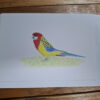drawn rosella bird on card