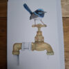 drawn blue wren bird on water tap on card