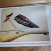 drawn kookaburra on card